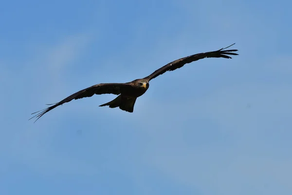 Black kite (milvus migrans) — Stock Photo, Image