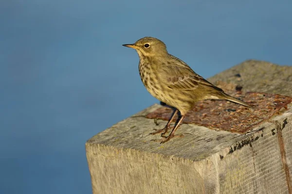 Pipit de roca euroasiática (Anthus petrosus ) — Foto de Stock