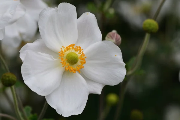 Thimbleweed japonês (anemone hupehensis ) — Fotografia de Stock