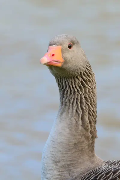 Greylag goose (anser anser) — Stock Photo, Image
