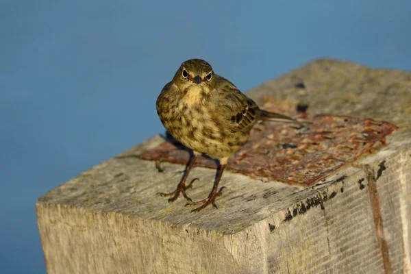 Pipit rocheux eurasien (Anthus petrosus ) — Photo