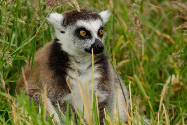 Кольцехвостый Лемур (Lemur catta) — стоковое фото