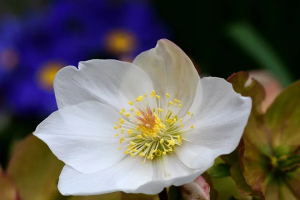 Witte Nieskruid — Stockfoto