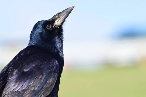 Rook (corvus frugilegus) — Fotografie, imagine de stoc