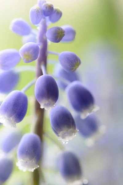 Jacinto de uva (Muscari ) —  Fotos de Stock