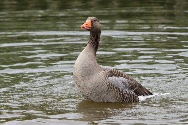 Greylag kaz (Anser anser)
