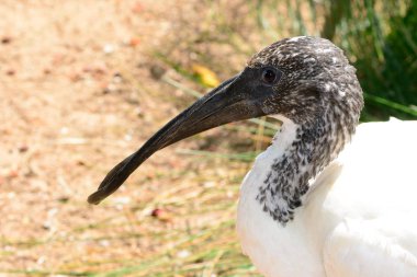 Ibis