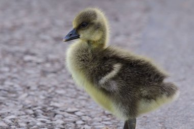 Greylag kaz (Anser anser)