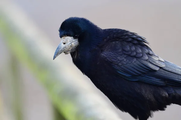 Rook肖像画(Corvus frugilegus)) — 图库照片