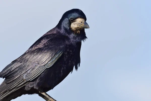 Vetési varjú (Corvus frugilegus) — Stock Fotó