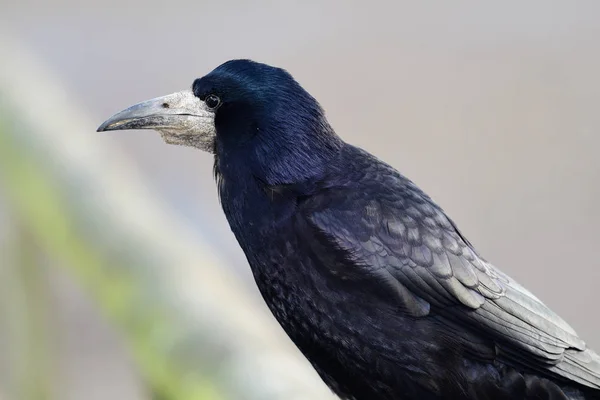 Rook肖像画(Corvus frugilegus)) — 图库照片