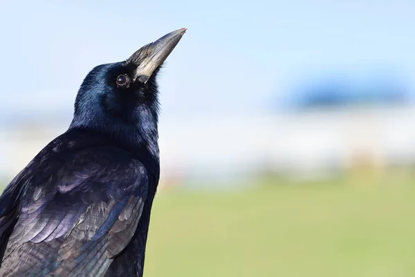 Torre (Corvus Frugilegus ) —  Fotos de Stock