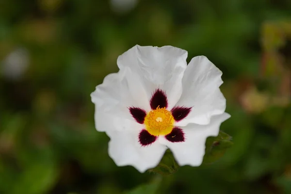 Roszpunka (hibiscus symonii)) — Zdjęcie stockowe