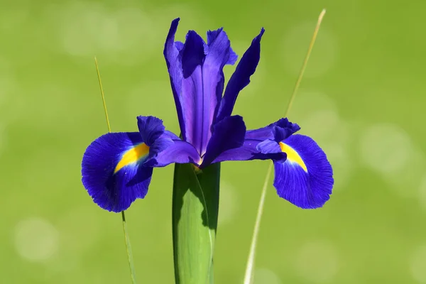 Iris violet (iris versicolor) ) — Photo