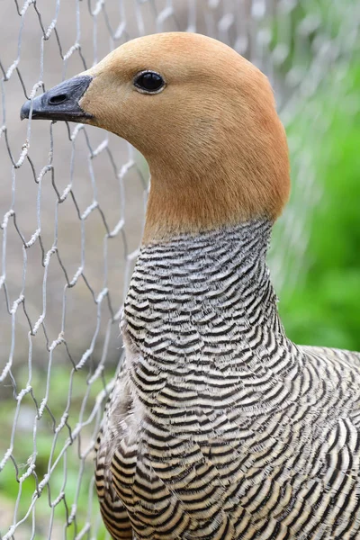 Красноголовый гусь (chloephage rudiceps ) — стоковое фото