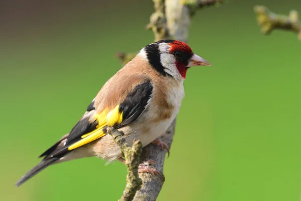 Goldfinch (самка самка ) — стокове фото