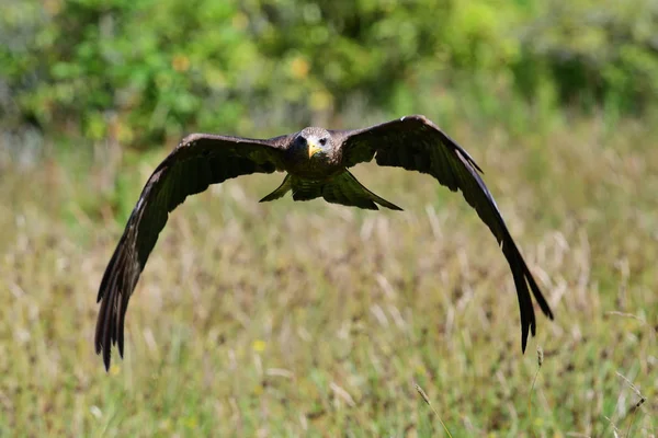 Siyah uçurtma (milvus migrans) — Stok fotoğraf