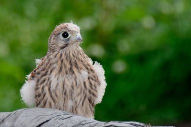 Genel kerkenez (Falco tinnunculus)