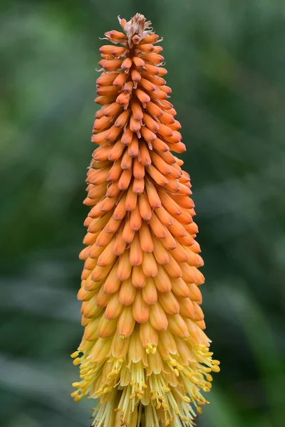 Torch lily (kniphofia) — Stock fotografie