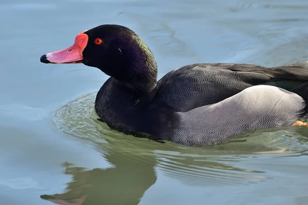 Gül gagalı pochard (Netta peposaca) — Stok fotoğraf