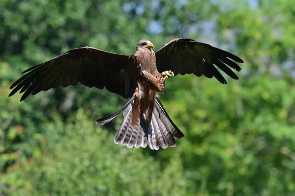 Black kite (milvus migrans) — Stock Photo, Image