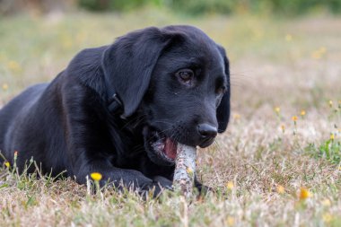 Siyah labrador yavrusu