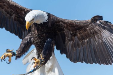 Kel kartal (haliaeetus leucophalus))