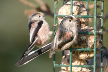 Uzun baştankara kuyruklu (Aegithalos caudatus)