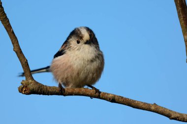 Uzun baştankara kuyruklu (Aegithalos caudatus)
