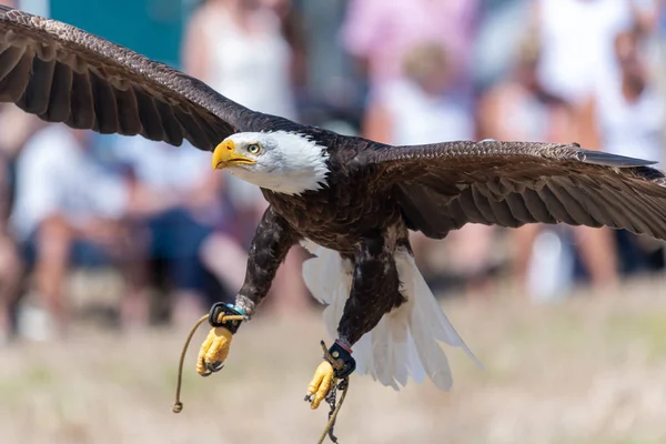 Pygargue à tête blanche (haliaeetus leucophalus) ) — Photo