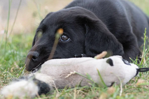 Zwarte labrador puppy — Stockfoto