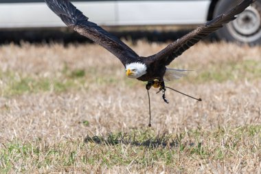 Kel kartal (haliaeetus leucophalus))