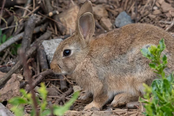 Wild rabbit (orytoloagus cuniculus) — Stock Photo, Image