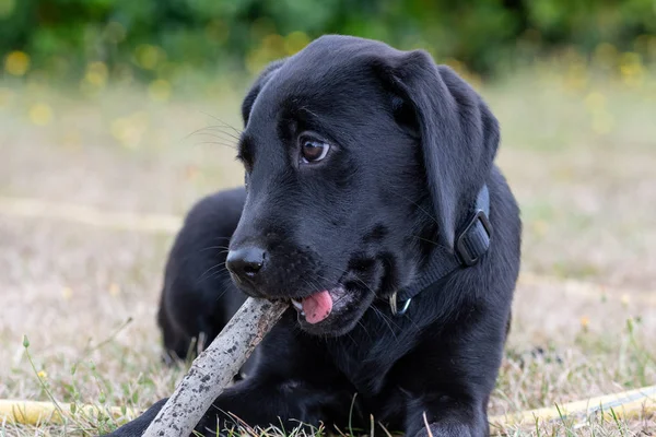 Černý labrador štěně — Stock fotografie