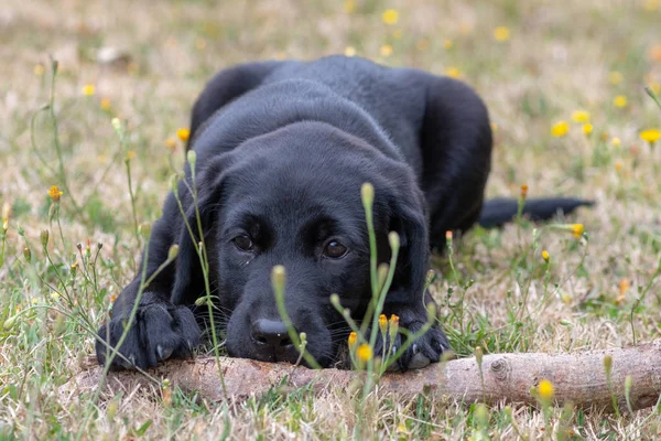 Černý labrador štěně — Stock fotografie