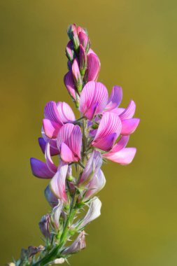 Sainfoin (onobrychis viciiflolia)