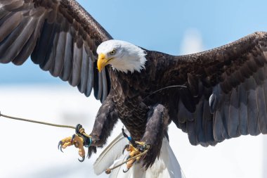 Kel kartal (haliaeetus leucophalus))