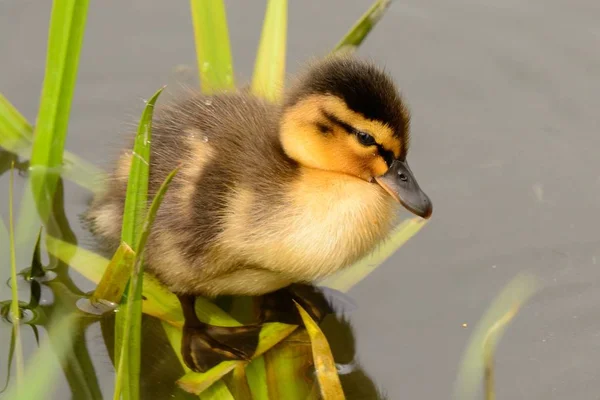 Anatroccolo bambino — Foto Stock