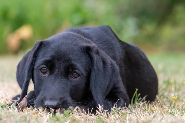 Černý labrador štěně — Stock fotografie