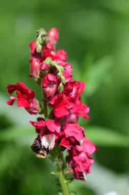 Aslanağzı (aslanağzı)