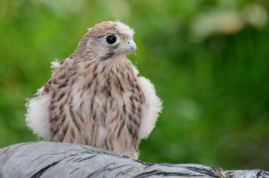 Genel kerkenez (Falco tinnunculus)