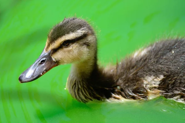 Baby eendje — Stockfoto