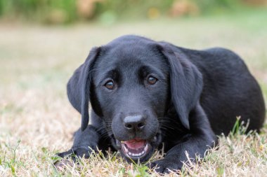 Siyah labrador yavrusu