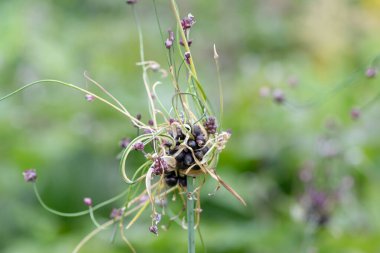 Kum pırasası (allium scorodoprasum)