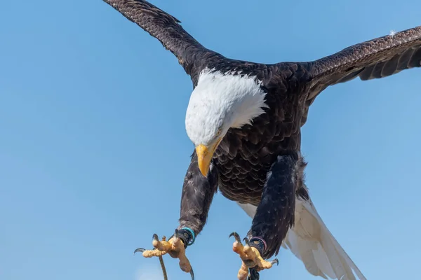 Лысый орел (haliaeetus leucophalus ) — стоковое фото