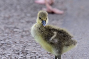 Greylag kaz (Anser anser)