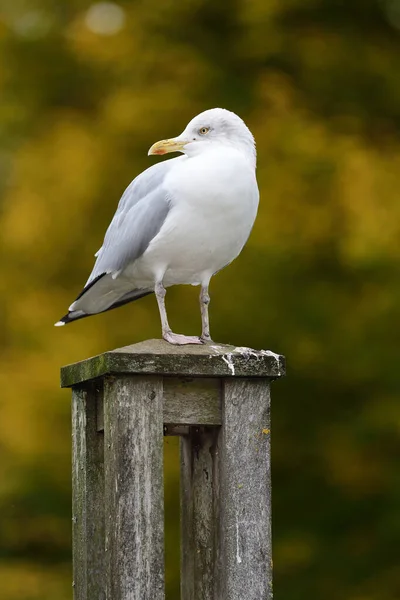 Seagull — Stock Photo, Image