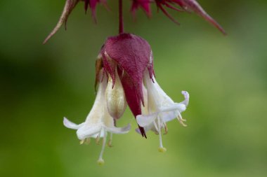 Himalaya hanımeli (letcesteria formosa)
