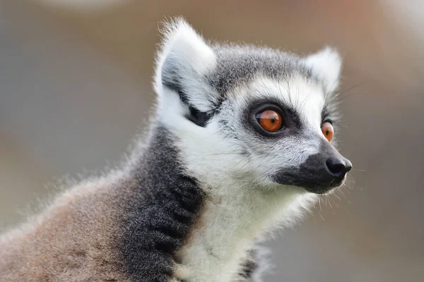 Кольцехвостый Лемур (Lemur catta) — стоковое фото