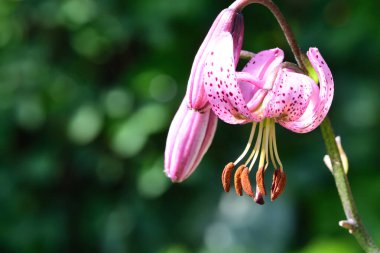 Martagon lily (lilyum martagon)